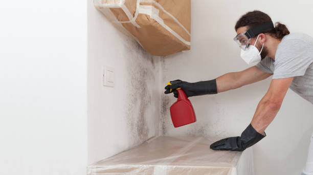 Professional Black Mold Removal technician working in Laingsburg, MI