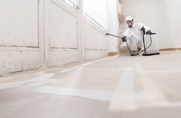 24/7 Emergency Black Mold Removal experts in Laingsburg, MI