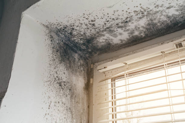 Trusted Black Mold Removal service in Laingsburg, MI - Cheap Mold Removal