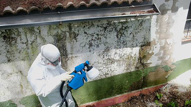 Trusted Mold Testing service in Laingsburg, MI - Cheap Mold Removal